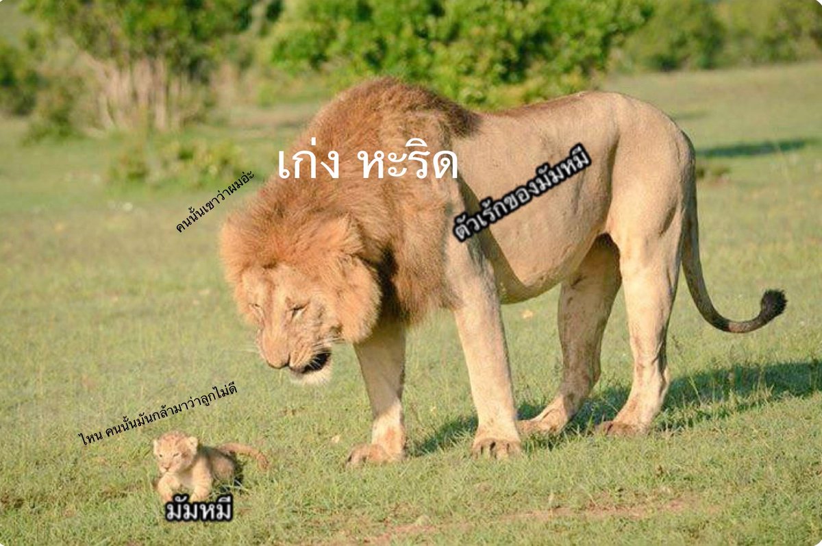 หะริดดดดด มัมหมีมาแร้วววว 😭