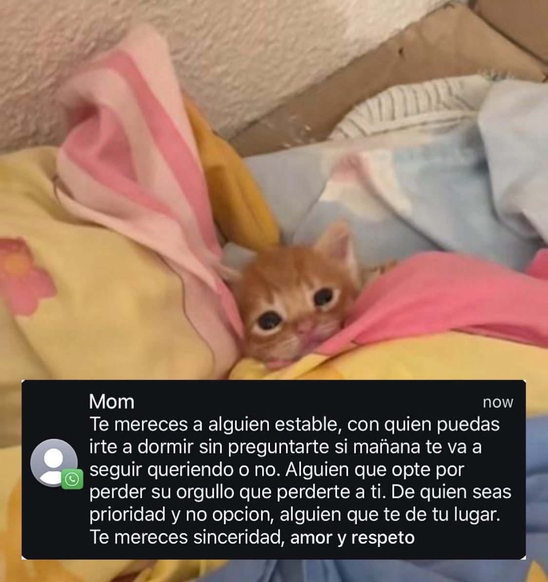 Flippynax's tweet photo. alguien que entienda que sus acciones pueden herirte y que sepa pedir perdón🩷 merezco todo lo que puedo ofrecer https://t.co/xngmwEGd8s