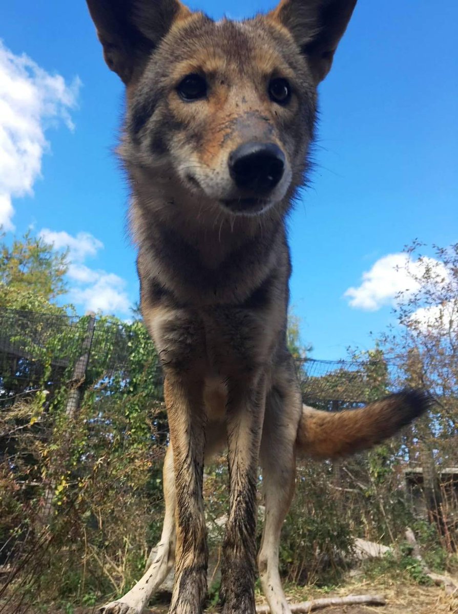 pineyyote's tweet image. midterms? exams? what’s that? you hit that tree pretty hard, let’s get back to chasing prey twin