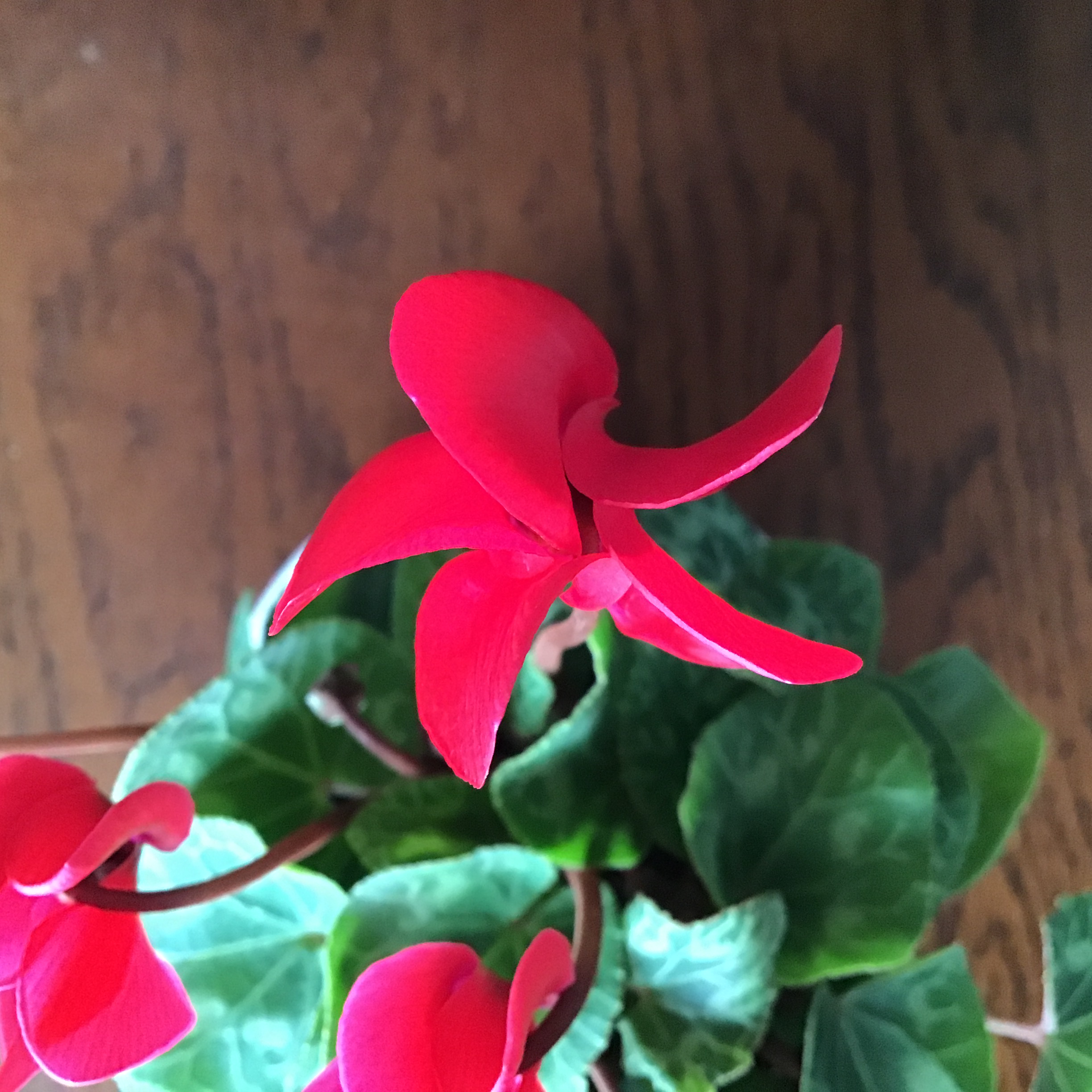 Yutaka Nishiyama on X: 