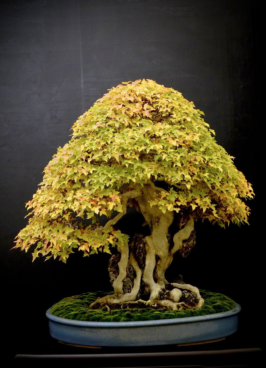 maki koba (@makikoba7) / Posts / X