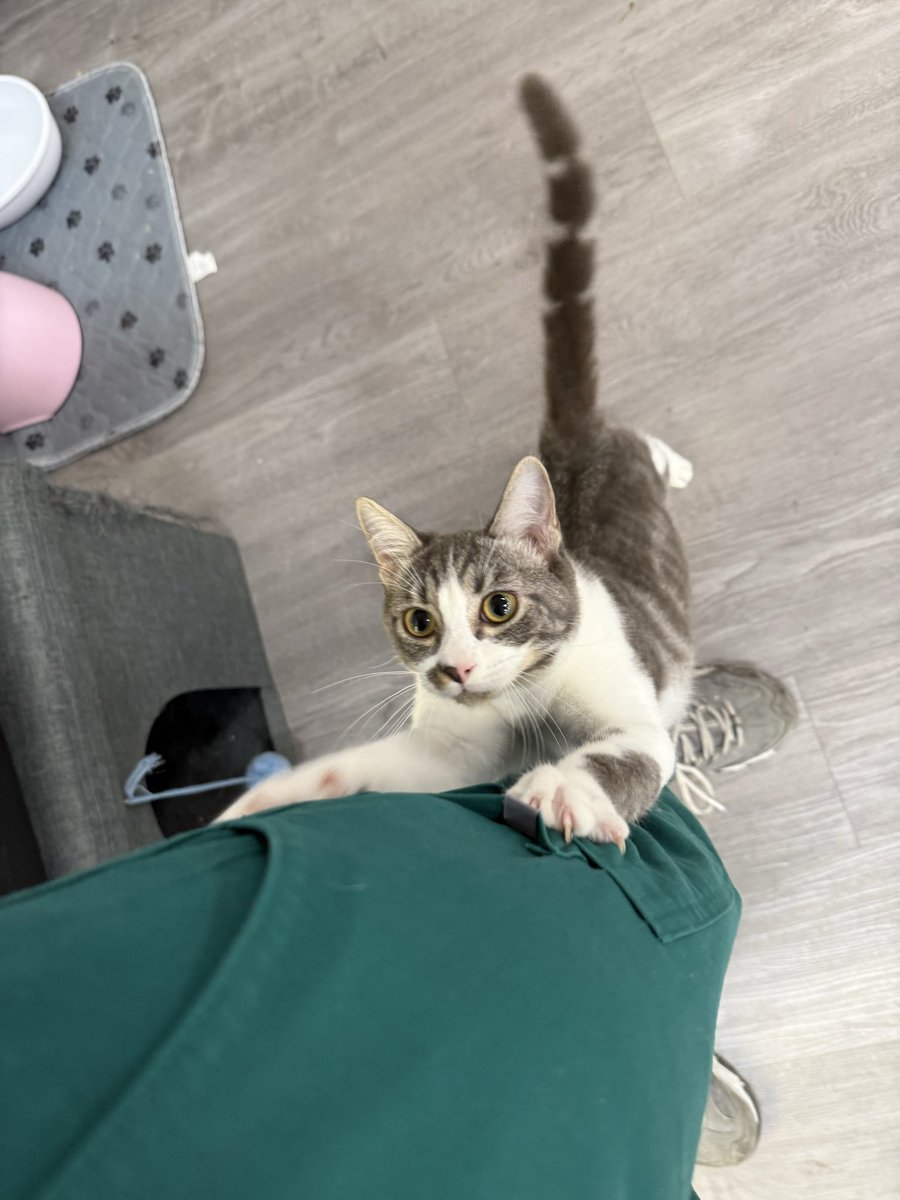 feederofcats's tweet photo. someone please for the love of god adopt Koopa I've tripped over him at least 27 times today. the boy just wants snuggles

📍 SF Bay Area

https://t.co/tOxH8MvD27 https://t.co/eSPjBir77m