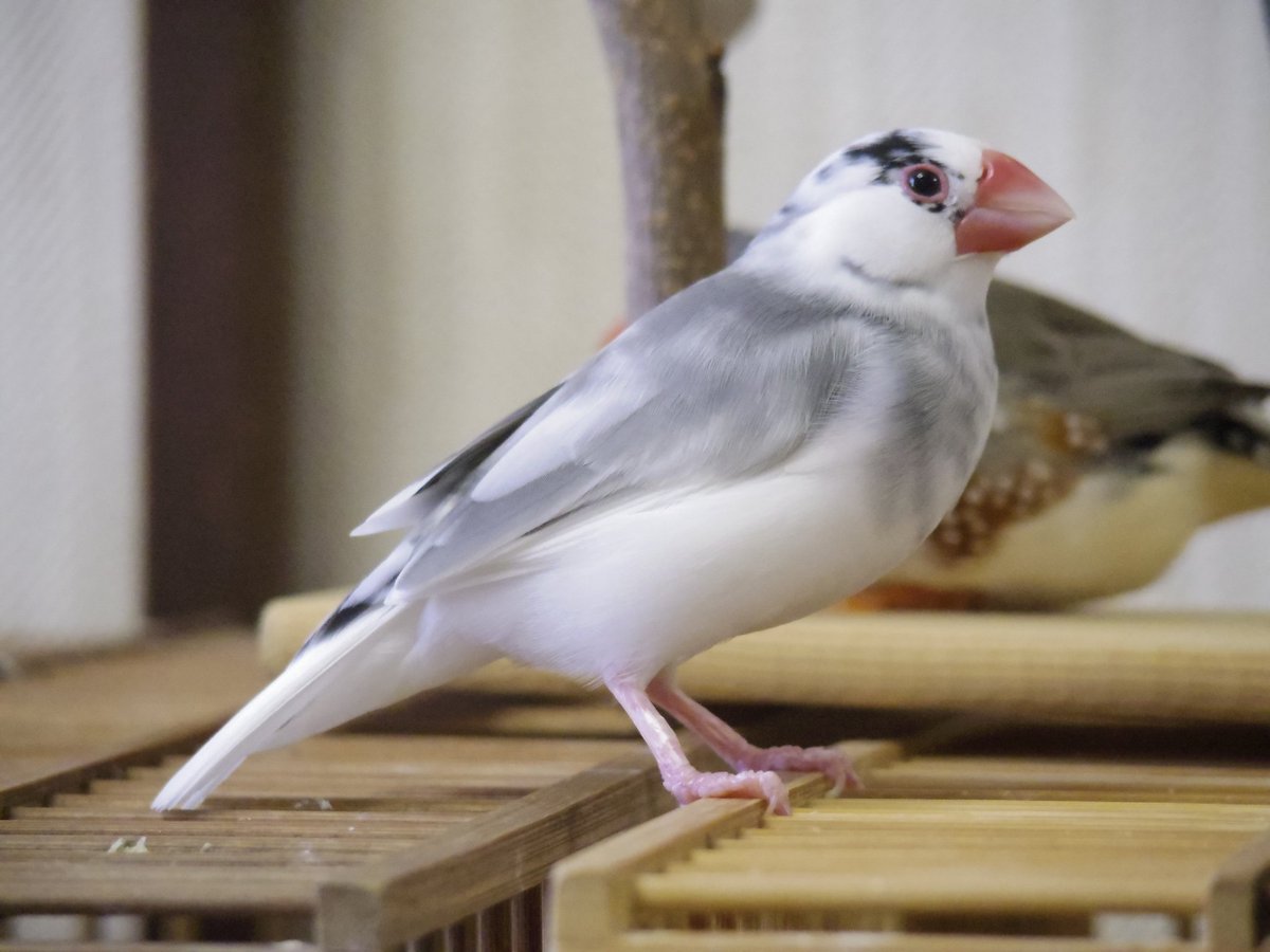 白鳥かなえ① 10月25日まで受付※【予約】ブシロードラバーマットV2・1869 戦姫