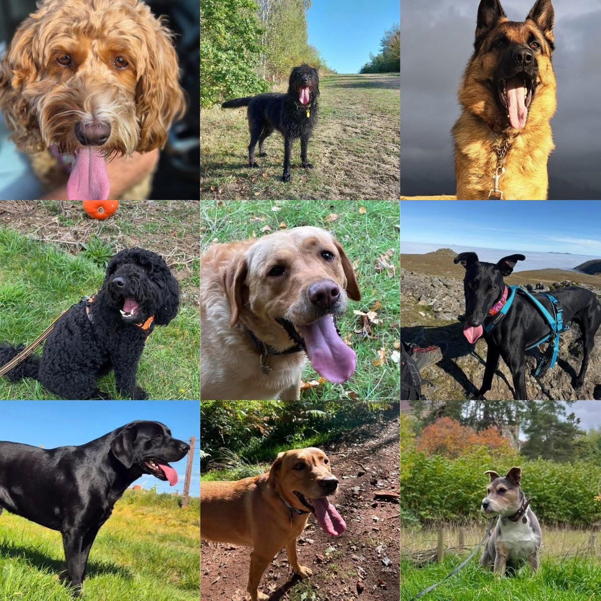 Graeme Hall tweet media