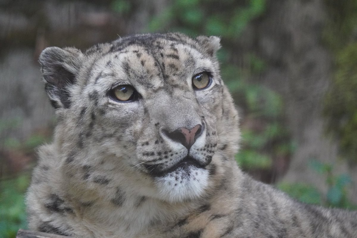 優しい眼差しで上を見るミルチャ
何が見えるの？
#多摩動物公園
#ユキヒョウ
#ミルチャ
#snowleopard