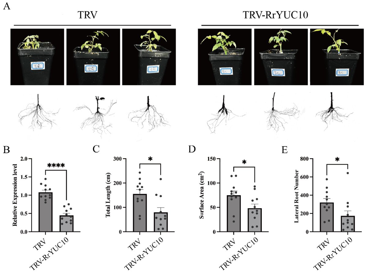 Horticulturae MDPI (@horticul_mdpi) on Twitter photo Horticulturae - New Published Paper🍀
📖Title: RrYUC10 Positively Regulates Adventitious Root Formation in Rosa rugosa Stem Cuttings.
✍️Paper written by: Mengjuan Bai et al.
🔗Link: mdpi.com/2311-7524/11/9…
#academic #publishing #MDPI #horticulture #science #scientific Horticulturae - New Published Paper🍀
📖Title: RrYUC10 Positively Regulates Adventitious Root Formation in Rosa rugosa Stem Cuttings.
✍️Paper written by: Mengjuan Bai et al.
🔗Link: mdpi.com/2311-7524/11/9…
#academic #publishing #MDPI #horticulture #science #scientific