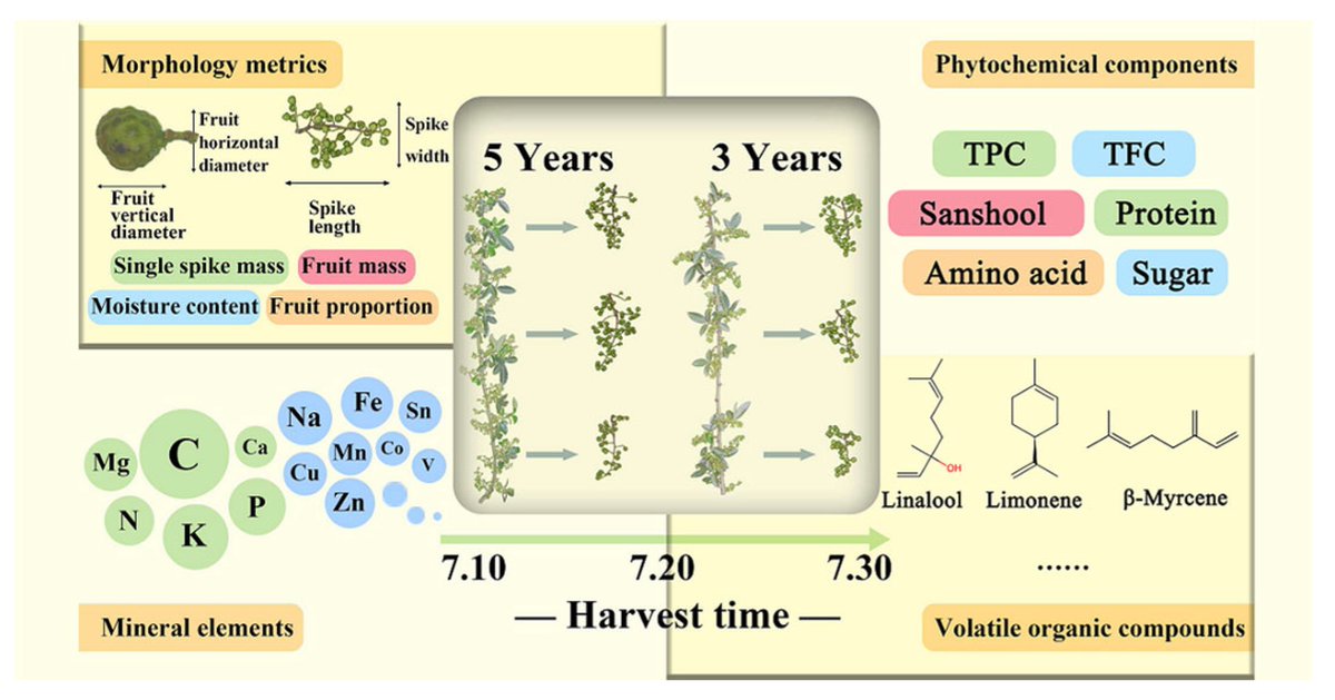 Horticulturae MDPI (@horticul_mdpi) on Twitter photo Horticulturae - New Published Paper🍀
📖Title: Assessment of Nutritional Components, Mineral Profiles, and Aroma Compounds in Zanthoxylum armatum Fruit from Different Harvest Times, Tree Age and Fruiting Position.
🔗Link: mdpi.com/2311-7524/11/9…
#MDPI #horticulture #science Horticulturae - New Published Paper🍀
📖Title: Assessment of Nutritional Components, Mineral Profiles, and Aroma Compounds in Zanthoxylum armatum Fruit from Different Harvest Times, Tree Age and Fruiting Position.
🔗Link: mdpi.com/2311-7524/11/9…
#MDPI #horticulture #science