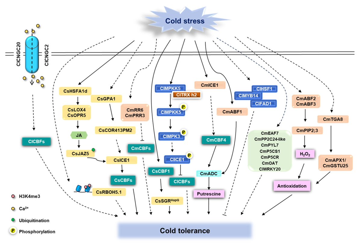 Horticulturae MDPI (@horticul_mdpi) on Twitter photo Horticulturae - New Published Paper🍀
📖Title: Advances in #Cold #Stress Response Mechanisms of #Cucurbits.
✍️Paper written by: Lili Li et al.
🔗Link: mdpi.com/2311-7524/11/9…
#academic #publishing #MDPI #horticulture #science #scientific Horticulturae - New Published Paper🍀
📖Title: Advances in #Cold #Stress Response Mechanisms of #Cucurbits.
✍️Paper written by: Lili Li et al.
🔗Link: mdpi.com/2311-7524/11/9…
#academic #publishing #MDPI #horticulture #science #scientific