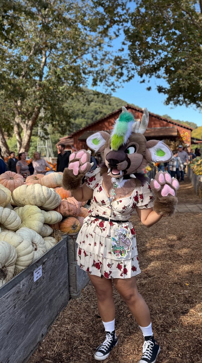 pumpkin spice season