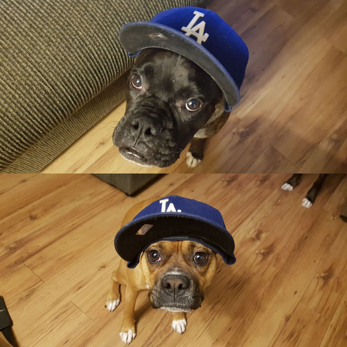 drdaveyoon's tweet image. Been waiting 14 years for this: LA vs. TO!! Sorry, my Canadian friends, against any other team, I&apos;d be rooting for the Jays, but...