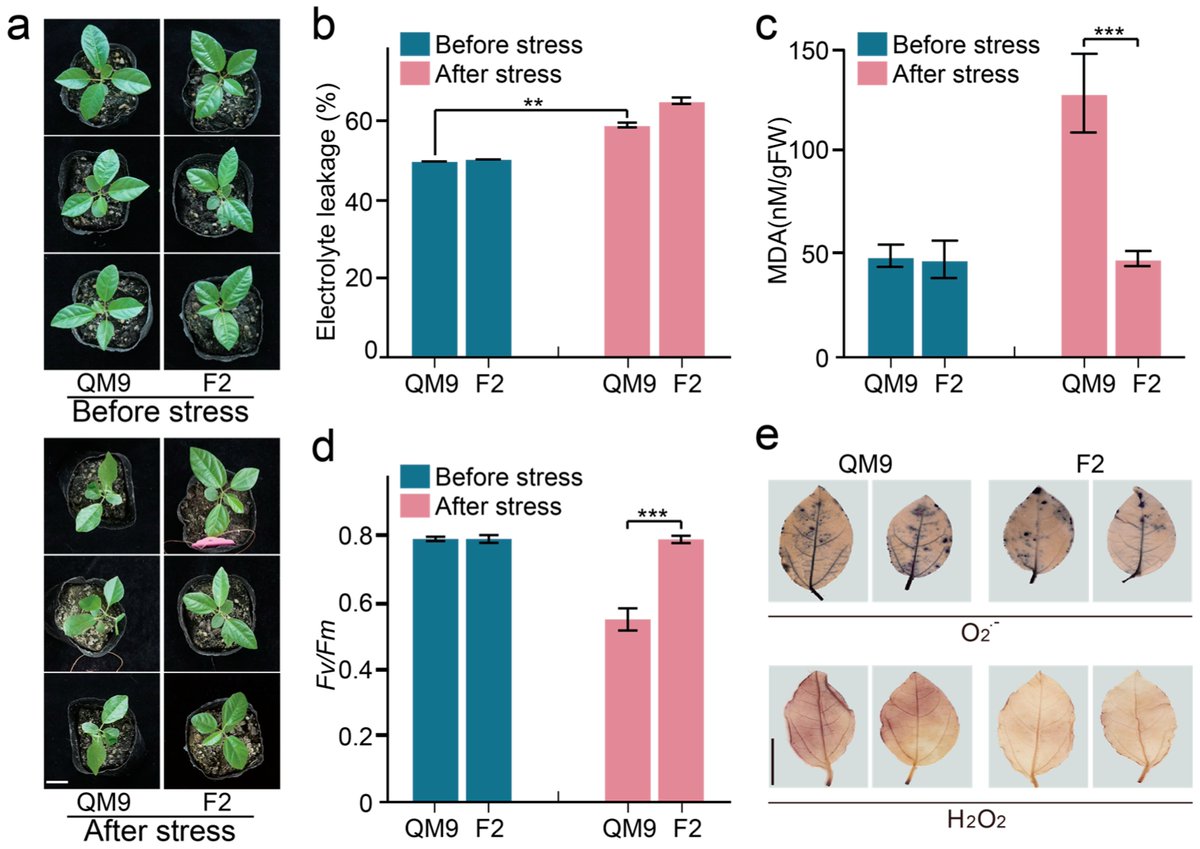 Horticulturae MDPI (@horticul_mdpi) on Twitter photo Horticulturae - New Published Paper🍀
📖Title: Integrated Transcriptomics and Metabolomics Analyses Provide Insights into Heat Resistance in #Passion #Fruit (P. edulis f. flavicarpa).
✍️Paper written by: Lin-Hua Chen et al.
🔗Link: mdpi.com/2311-7524/11/9…
#MDPI #horticulture Horticulturae - New Published Paper🍀
📖Title: Integrated Transcriptomics and Metabolomics Analyses Provide Insights into Heat Resistance in #Passion #Fruit (P. edulis f. flavicarpa).
✍️Paper written by: Lin-Hua Chen et al.
🔗Link: mdpi.com/2311-7524/11/9…
#MDPI #horticulture