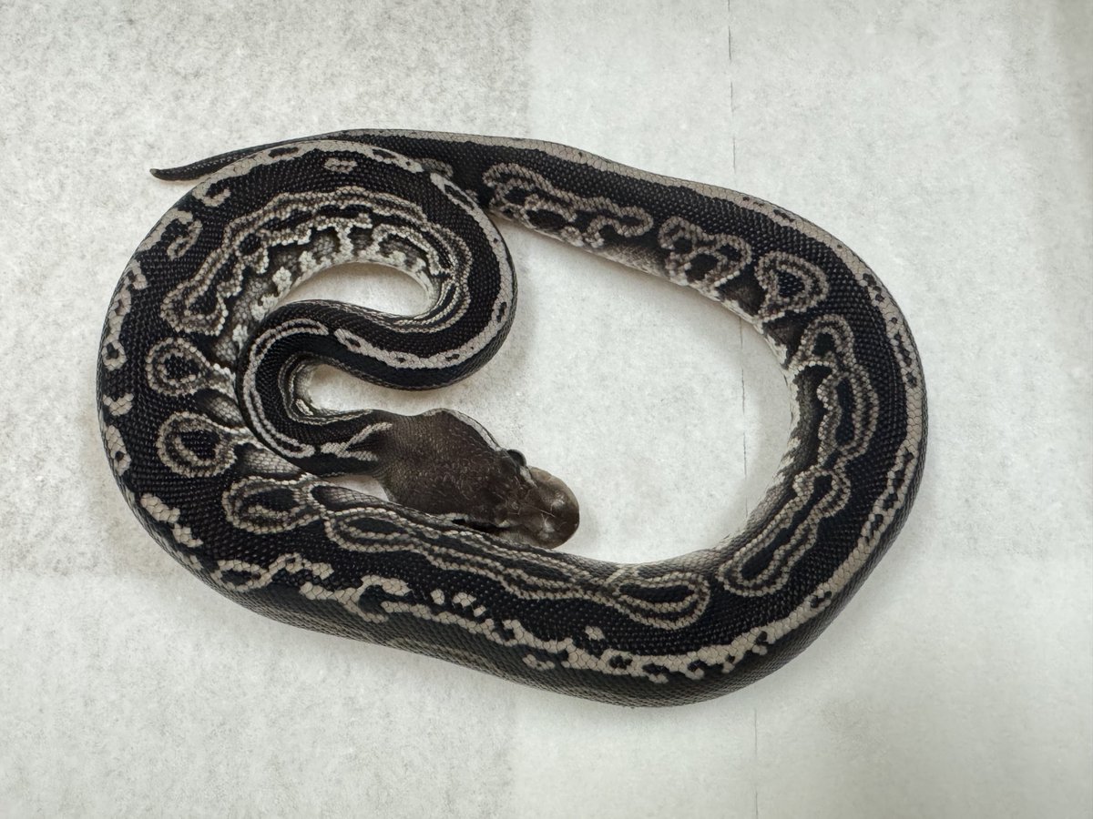 ボールパイソン ガーゴイル (ブラックパステル✖️グリーンパステル