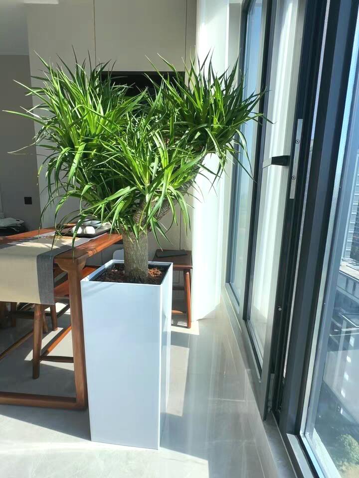 Intandmarsuki's tweet image. 美しい盆栽です😊