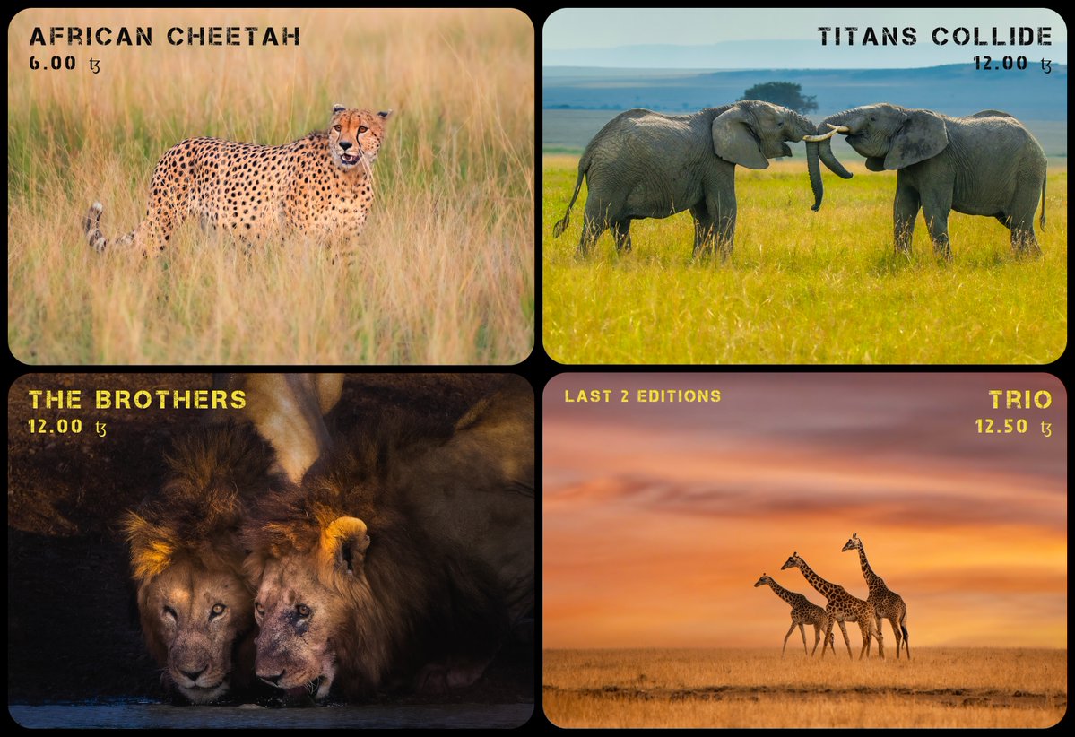 AparnaMondalNFT's tweet image. Happy #TEZOSTUESDAY Friends & Family
My photos from Africa on #tezos
↖️African Cheetah - 6.00 ꜩ
↗️Titans Collide - 12.00 ꜩ
↙️The BROTHERS - 12.00 ꜩ (B&W Frame airdrop)
↘️Trio - 12.50 ꜩ (Last 2 Editions)
🖇️⬇️