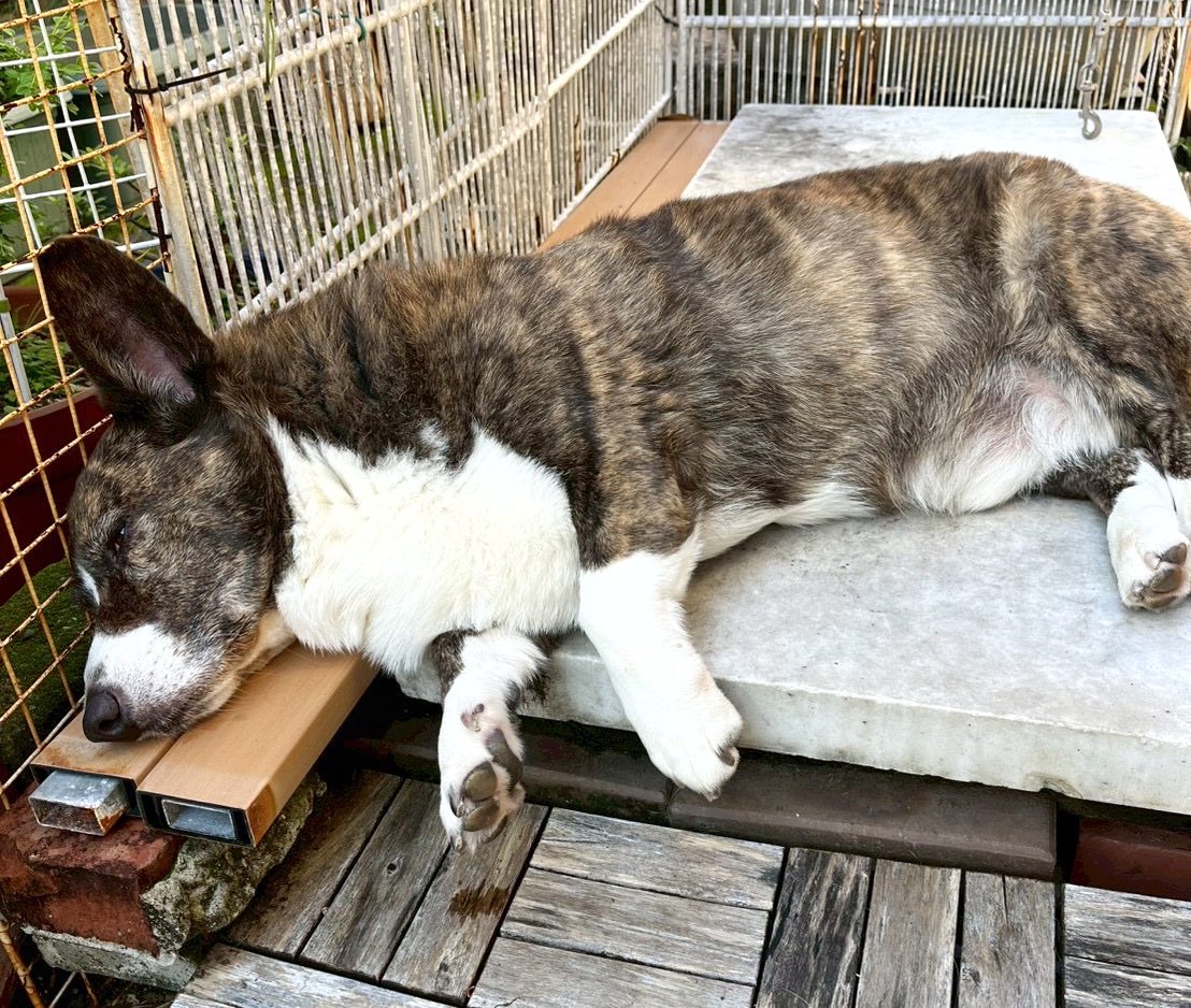 Corgi CORGI コーギー カーディガン M Corgi CORGI コーギー カーディガン M Corgi CORGI コーギー