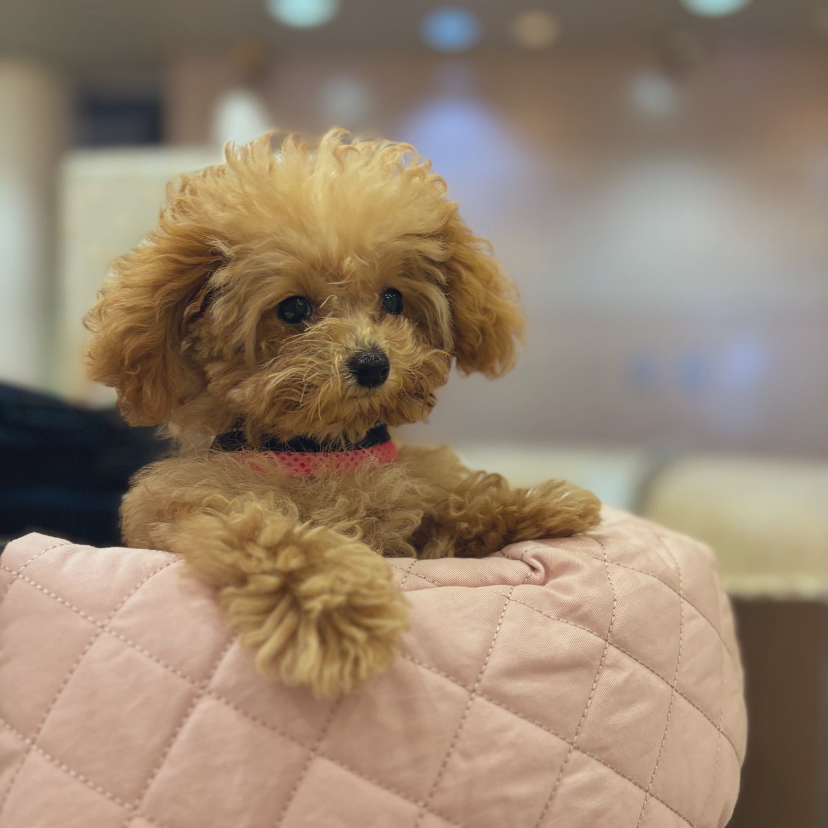 mochatan_tan_'s tweet image. はじめてのカートに身を乗り出してわくわくのモカちゃん🐶
毛がパヤパヤだなー🎀

 #みんなのパピパピ姿見せて