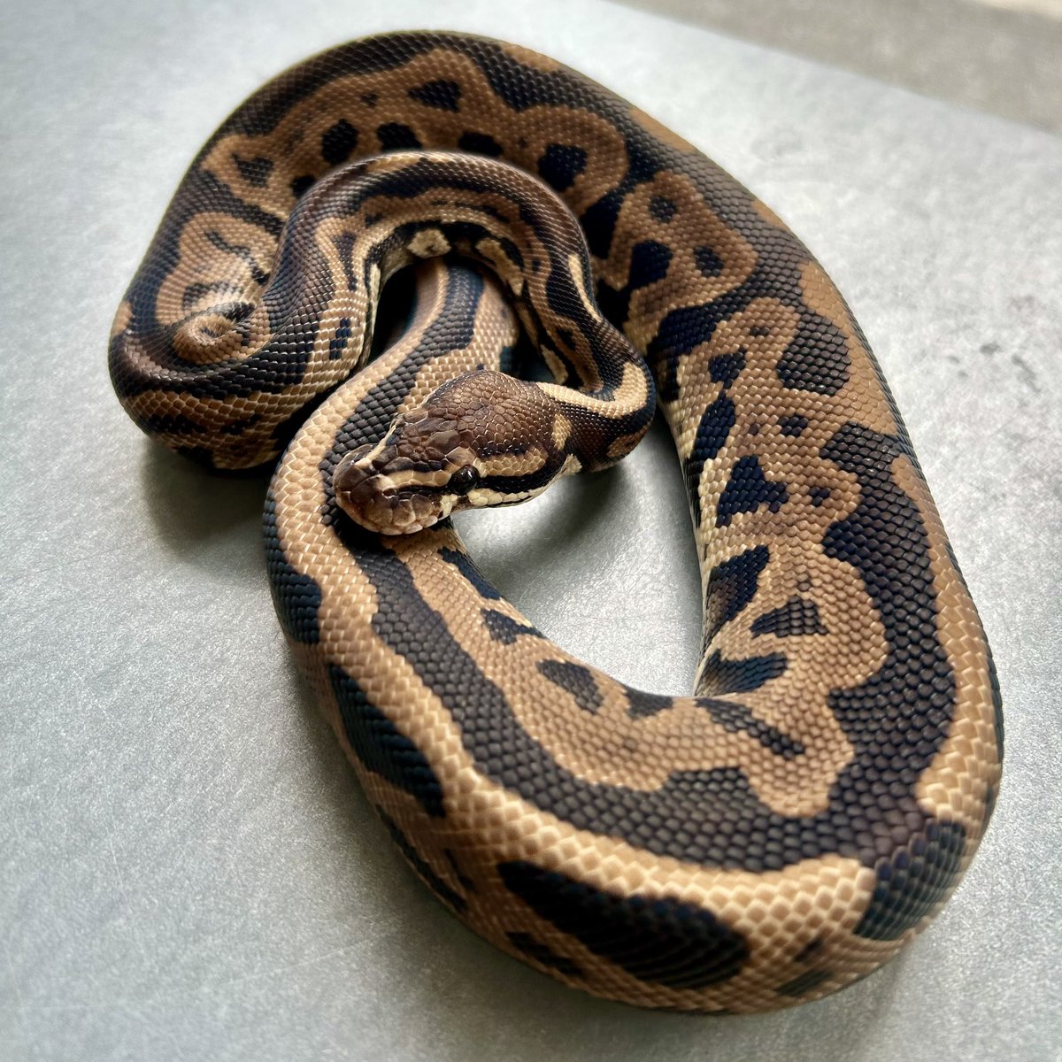 Kayo296's tweet image. 今日は寒いね！😱

でも店内は暖かいよー✨

#ボールパイソン #ballpython
BP Leopard dh DG Pied♂