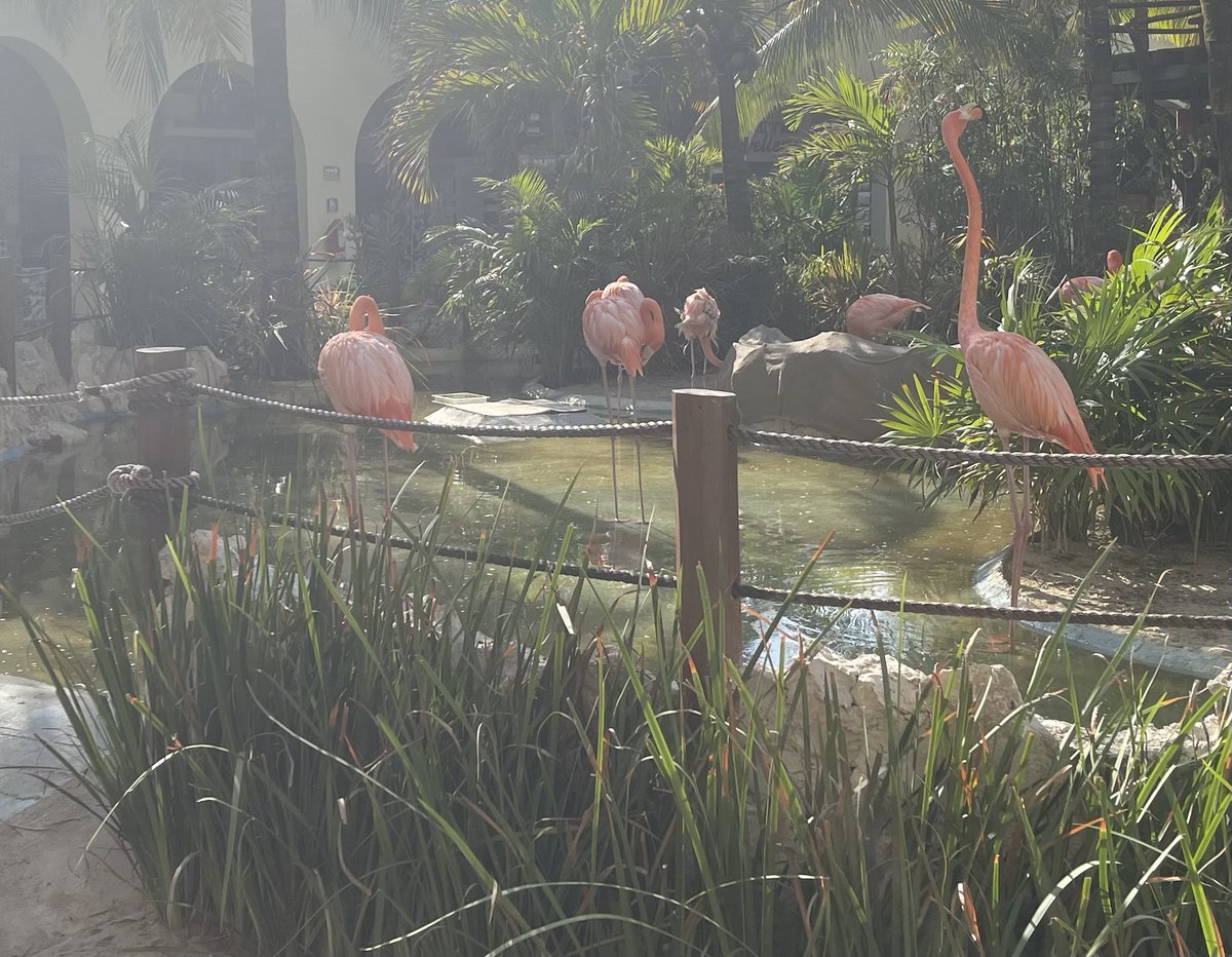 VGKPandaPup's tweet photo. Hi #VGKNeighbor4, yup, you maybe down the street a ways, but you can celle #VGKIsStreakinx4!  We’re gonna #LightTheMingos bright pink and we definitely had 🦩@VGKFlamingo 🦩&amp; the Flamboyance flew down and landed on the Fortress ice! (#FlyMingoFly) G’Knight.

#VegasBorn
 ❤️🐼🐶 https://t.co/VFcB8c04ev