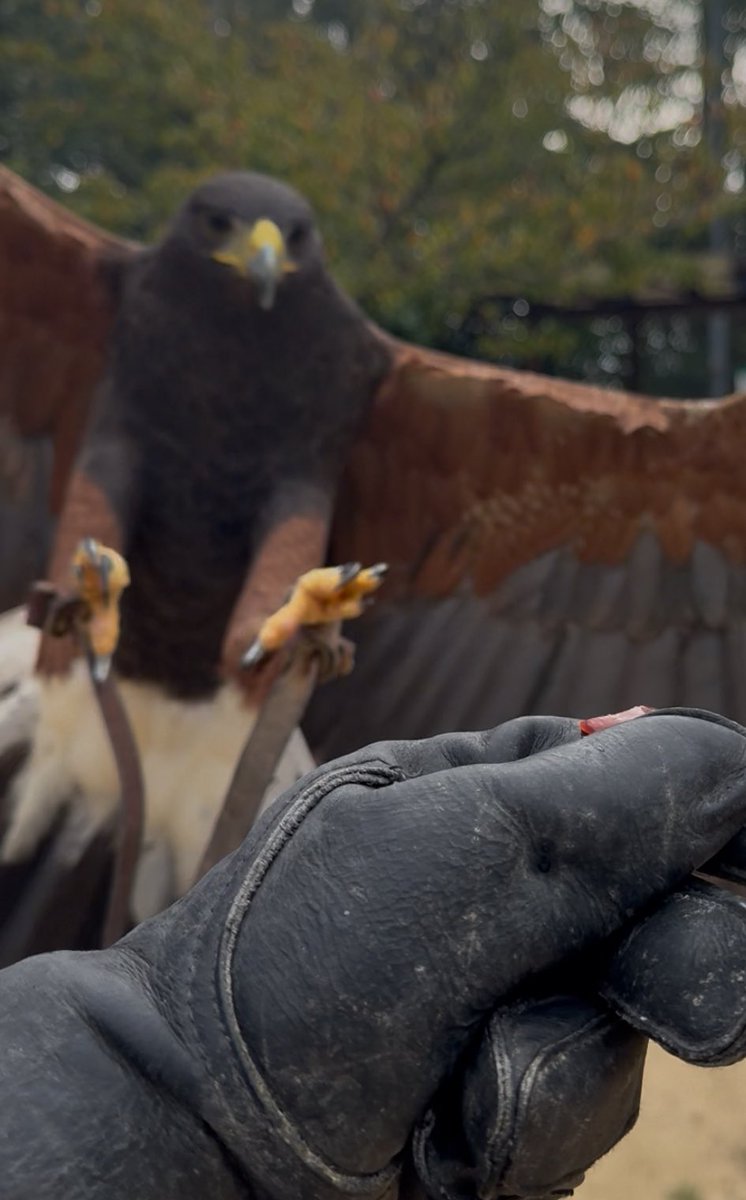 本日、ウチの鷹が初めてフリーフライト成功。まだドキドキしている。ほぼ独学でここまで来ましたが、飼い始めた当初に「できるよ！」と言ってくれた北海道の猛禽・爬虫類な友人はじめ助言くださった皆さんに感謝。