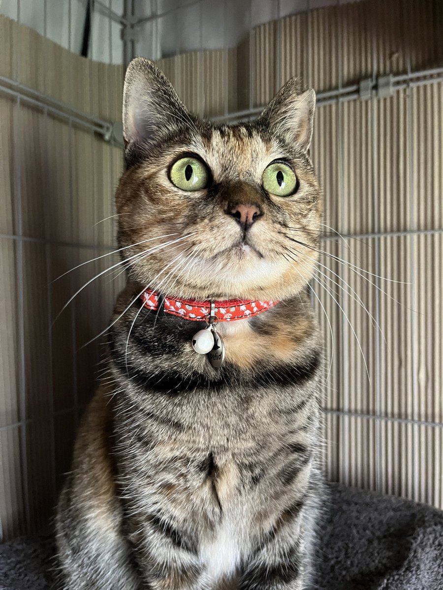 * vintage animal ୨୧ * グリーンの瞳の 猫ちゃん vintage animal ୨୧ * グリーンの瞳の 猫ちゃん vintage animal