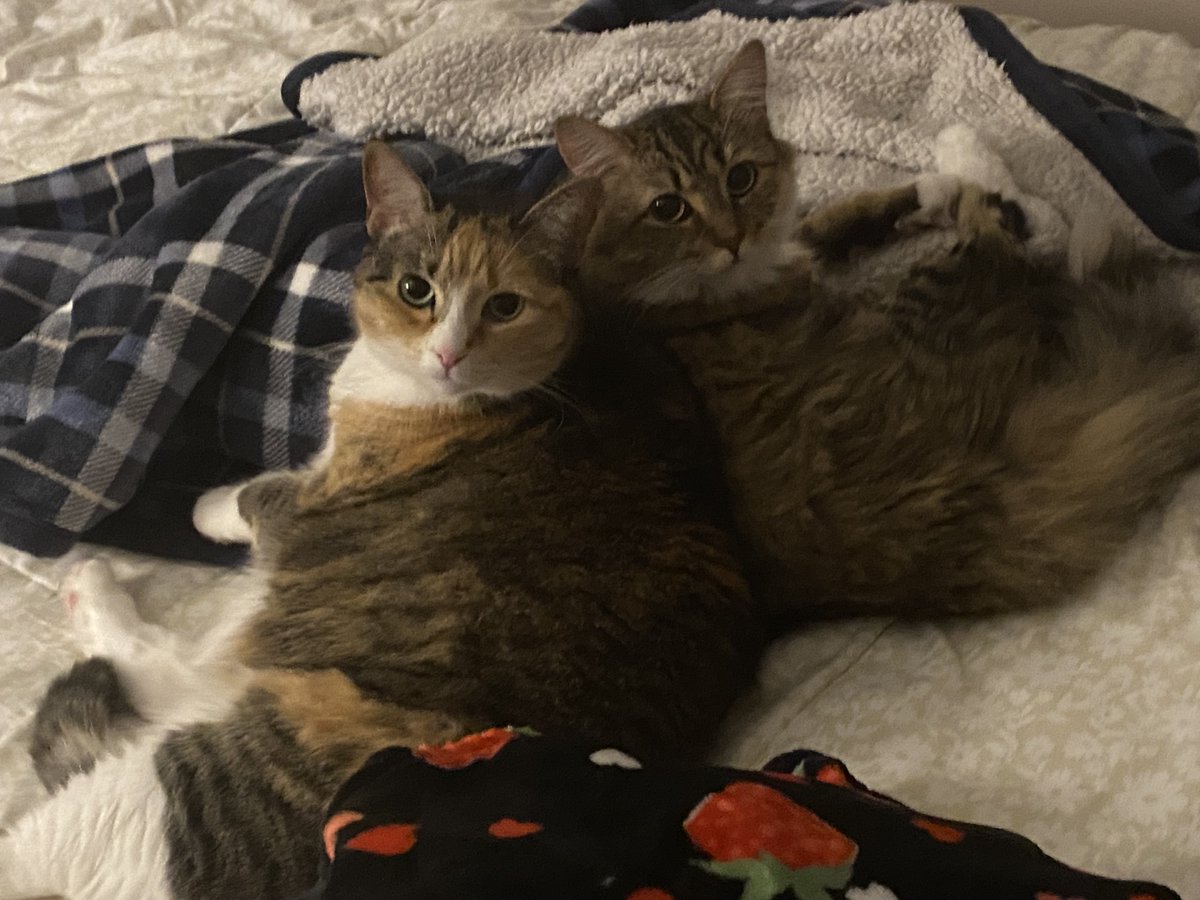 my mom said come look at the cats