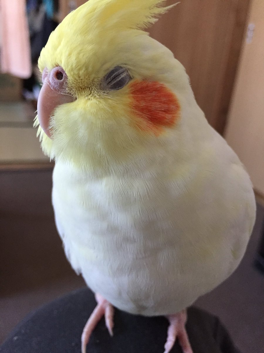 お昼寝中(_ _).｡o○

若き頃の旭姐さん…😌✨🎶

#とりさんの麦目をみせて
#オカメインコ
#インコ
#オウム