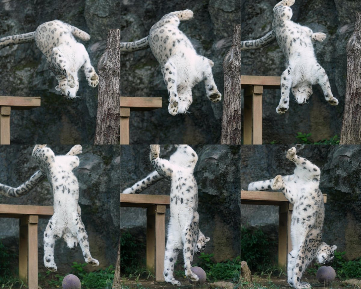 ひねり飛びのスゴ技を見せてくれたコボくん🐾　

#多摩動物公園 
#ユキヒョウ 
#snowleopard