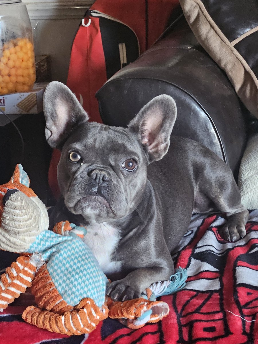 JeffreyOrleans's tweet photo. @lilviolet Her name is Jo-D. 2 years young https://t.co/0HhmLi34SA