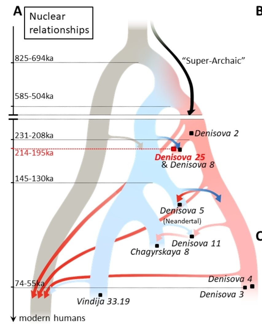 New high quality Denisovan genome unearths evidence for 'super archaic' admixture into Denisovans and at least three distinct sources of Denisovan ancestry in modern humans.