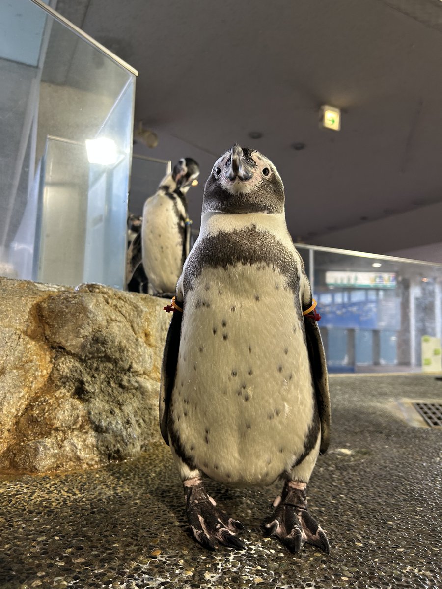 NagasakiPengin's tweet image. 気を付け！ピっ！！
#長崎ペンギン水族館 #フンボルトペンギン ＃フンボ #ペンギン #penguin #長崎 #長崎観光 #長崎 #水族館　#aquarium #気を付け #姿勢 #もちもちペンギン #再来