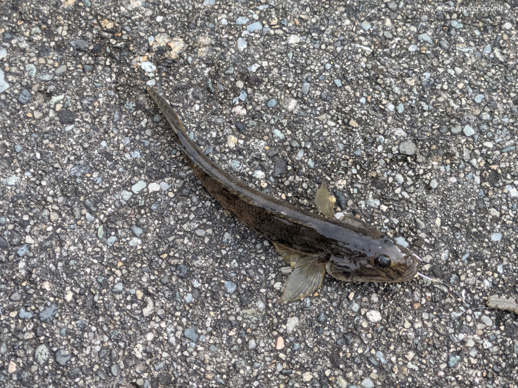 hatsuru's tweet photo. ハゼ釣り@貞山堀
#fishing #Sendai #Miyagi #goby https://t.co/U4weVnFkvQ