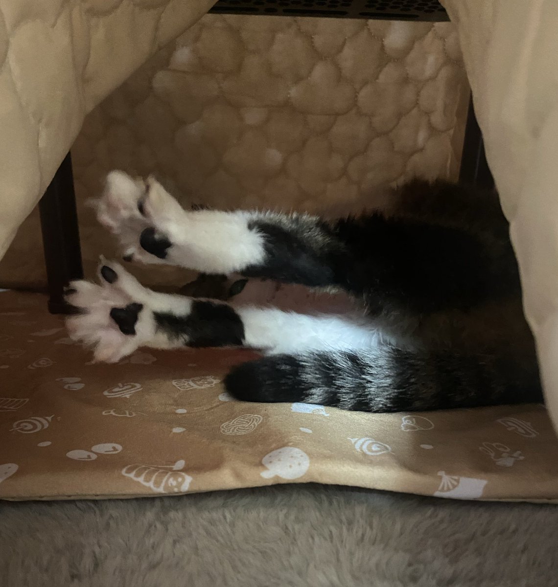 ネコ用こたつ始めました😊