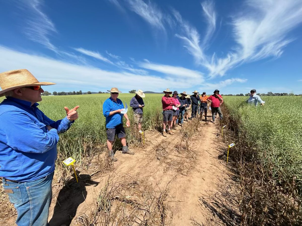 Grenfell Agronomy Squiz 

Yesterday local growers inspected the Canola NVT Trials and discussed desiccation options along with windrowing timing. 

Timely conversations to be having heading into harvest. 

#DeltaAg #Agronomy #Trials #Canola