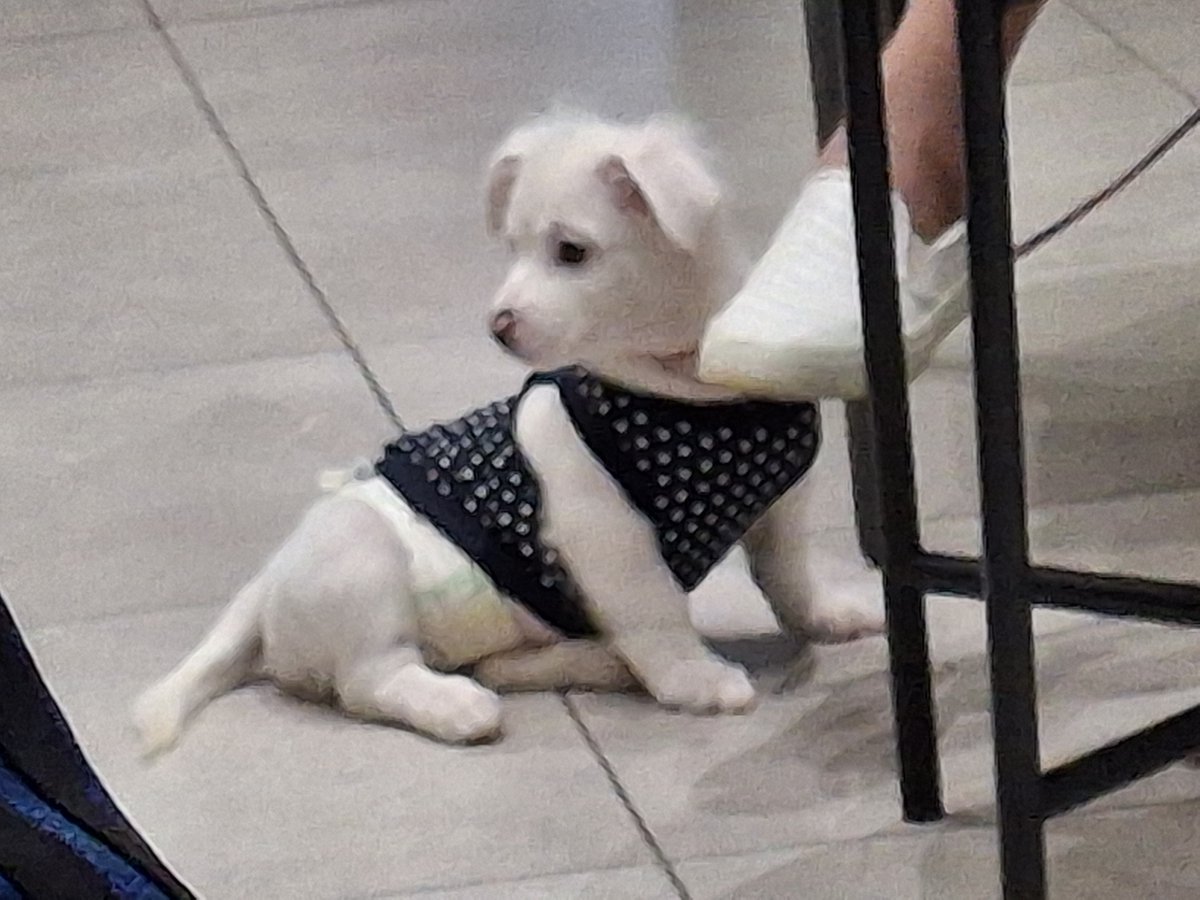 ReiOcampo7's tweet photo. Found a cute doggooooo x3 https://t.co/yhZUQvaNlZ