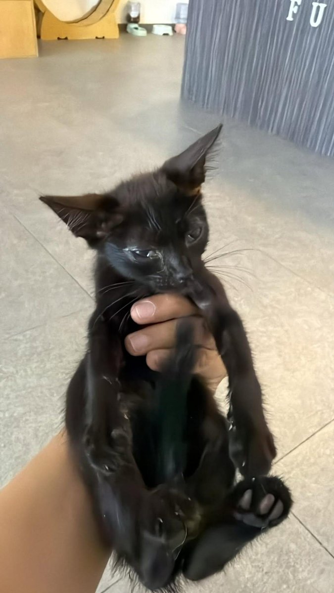 📌WANGSA MAJU,KL

01111701363

‼️‼️‼️‼️‼️‼️‼️‼️‼️‼️‼️‼️

anyone nak adopt this baby? umur around 3 bulan. guard jumpa taktau la org buang ke apa sbb kucing sini semua dh sunat. boleh jaga sampai pukul 2 je sbb lepastu habis shif.. mata dia titis ubat nnti cepat elok, nak i