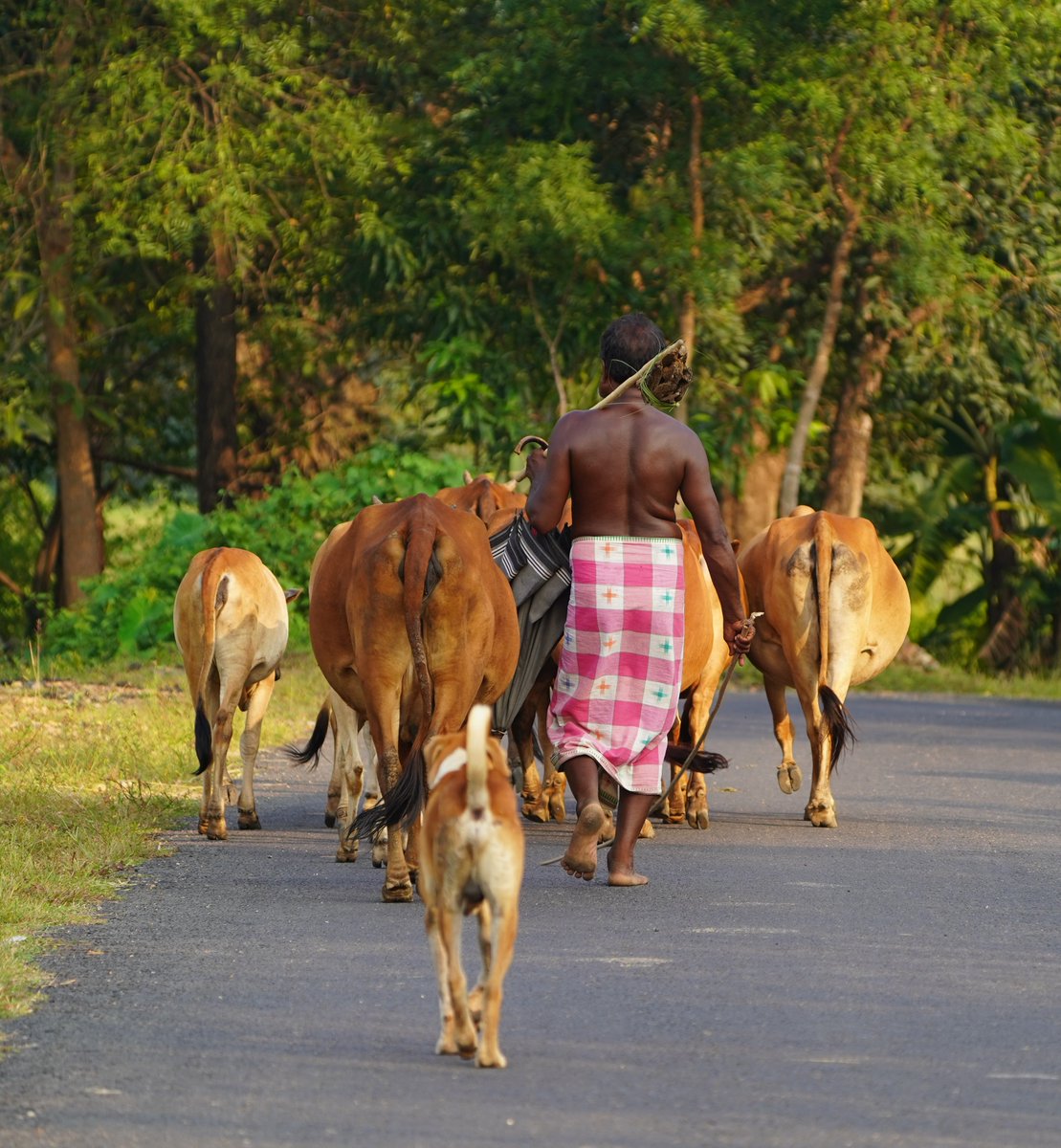MedhaBalasore's tweet image. Every time I see livestock herders, they remind me that conservation isn’t only about protecting wildlife, it’s also about respecting those who share space with them daily. Their resilience sustains both livelihoods &amp;amp; landscapes. 🌾 #Pastoralists #coexistence #Mayurbhanj #Odisha