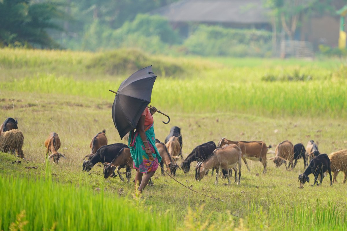 MedhaBalasore's tweet image. Every time I see livestock herders, they remind me that conservation isn’t only about protecting wildlife, it’s also about respecting those who share space with them daily. Their resilience sustains both livelihoods &amp;amp; landscapes. 🌾 #Pastoralists #coexistence #Mayurbhanj #Odisha