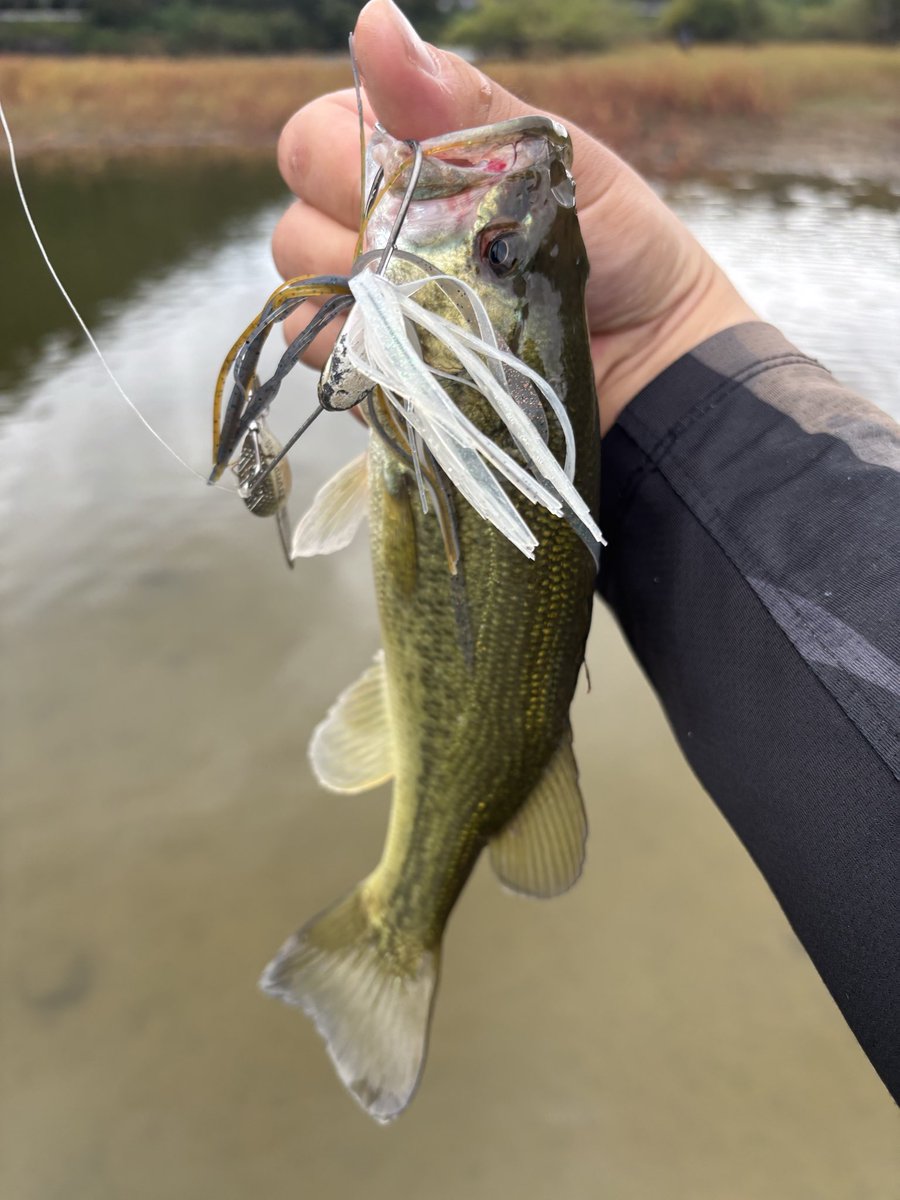 しょうた tweet media