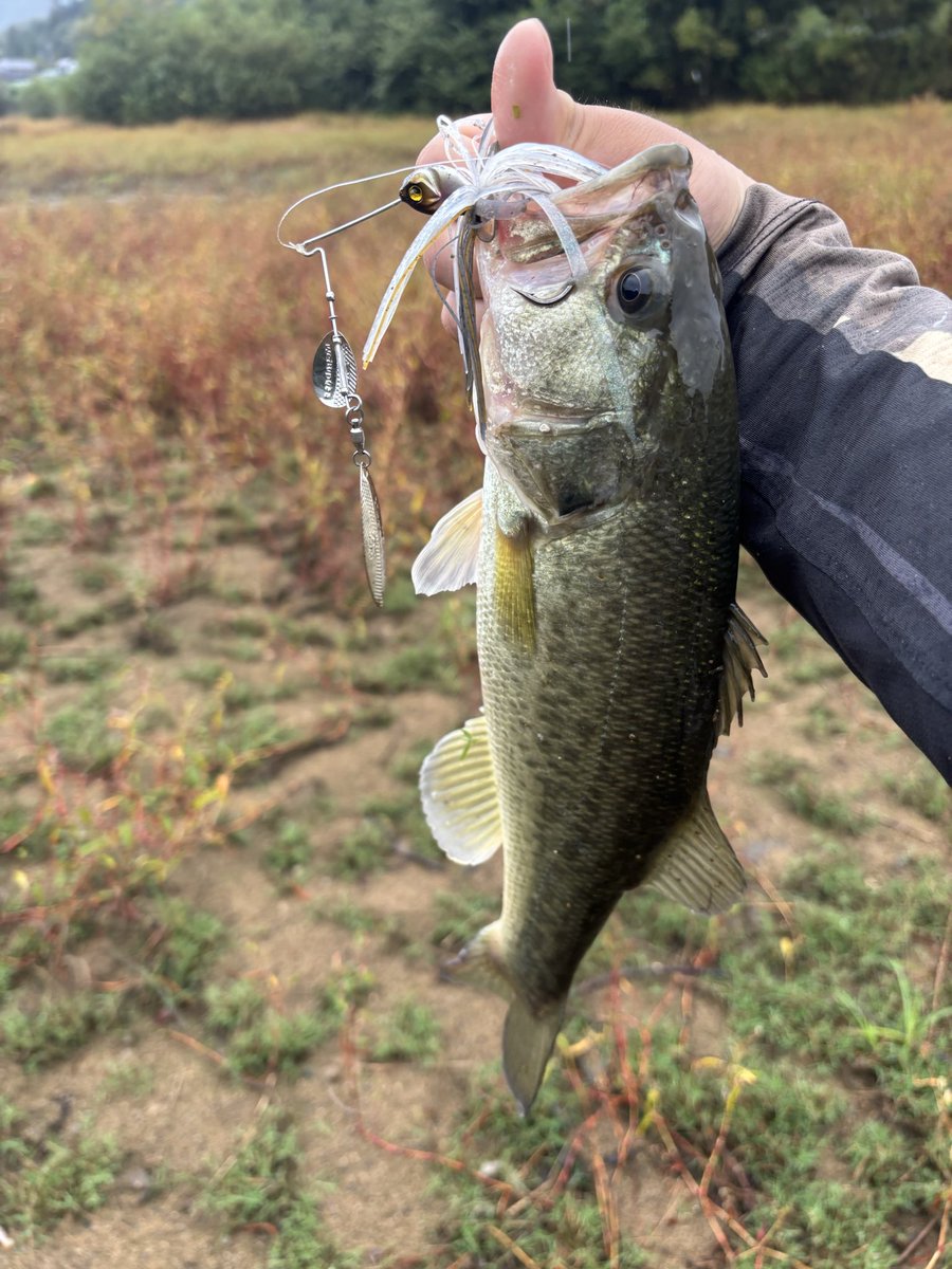 しょうた tweet media