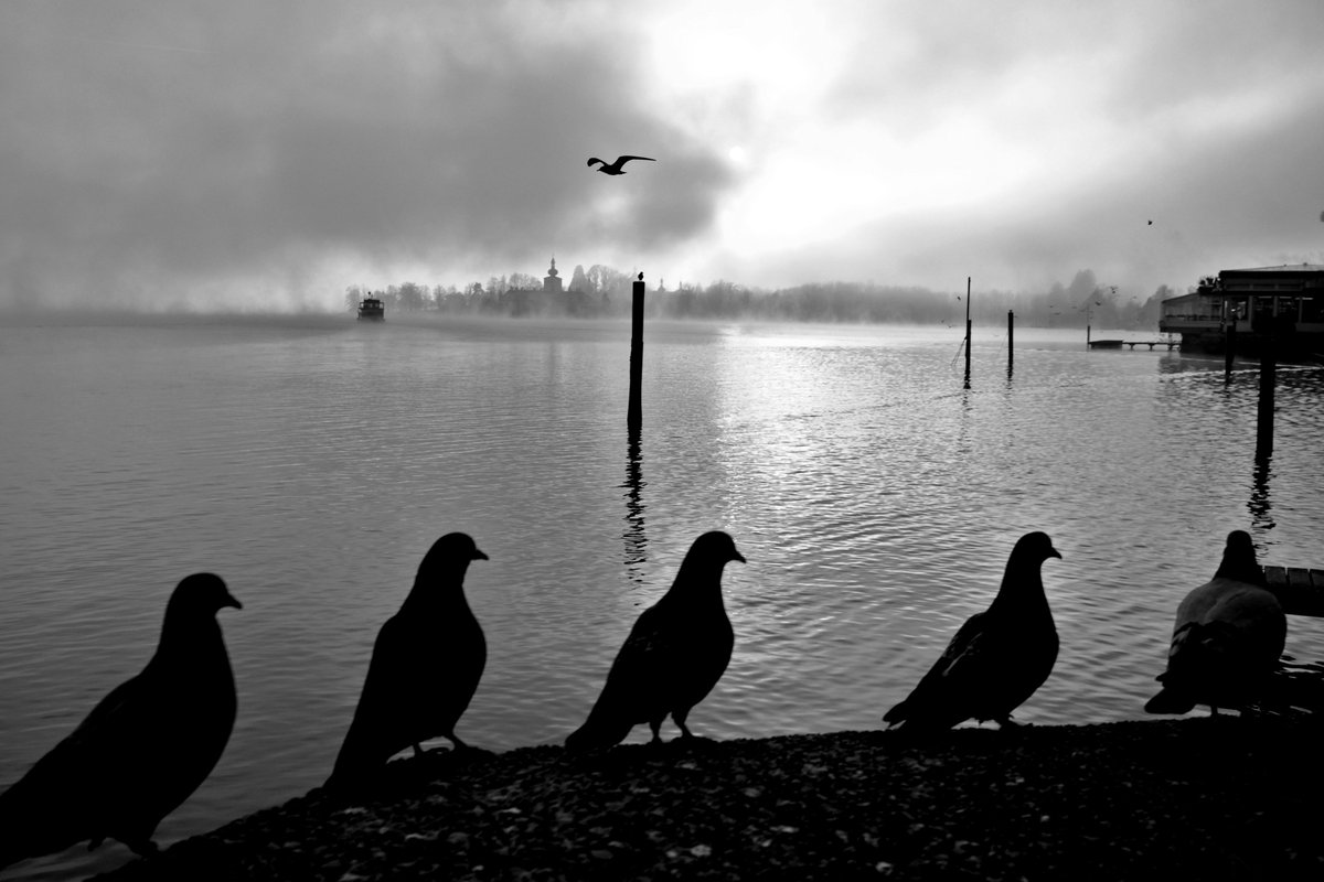 Pigeon march on the quay-Gmunden, Austria 2024
#bnw #bnw_street #blackandwhite #blackandwhitephotography 
#street #streetphotographs 
#streetphoto #streetphotographer 
#StreetPhotography #pigeon