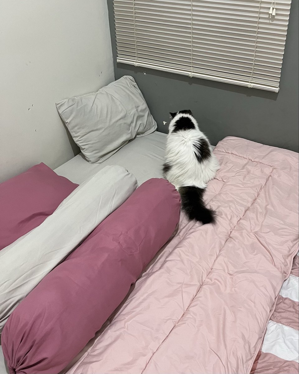anyboutkiky's tweet photo. buat sprei harga 80ribuan sprei ini udah bagus bgt, adem dan gak gampeng lecek

aku punya udah 2tahun lebih tapi masih awet gak menipis jg, padahal cuci kering pake 😂 https://t.co/dJ7Tk3JbGx