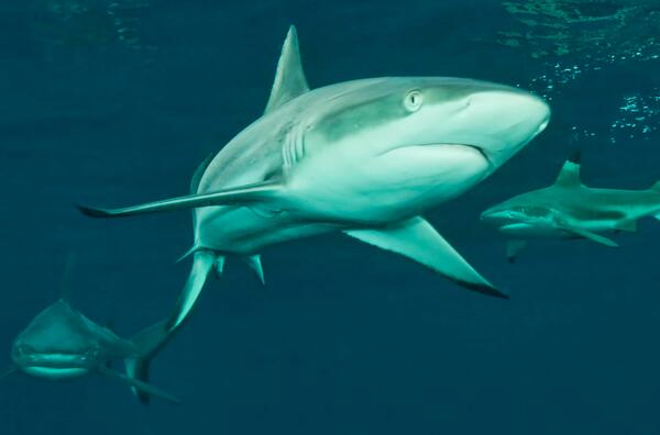 Isabell82102801's tweet photo. Sharks range in size from the small dwarf lanternshark (Etmopterus perryi), a deep sea species that is only 17 centimetres (6.7 in) in length, to the whale shark (Rhincodon typus), the largest fish in the world, which reaches approximately 12 metres (40 ft) in length. https://t.co/OmuxQfGROG