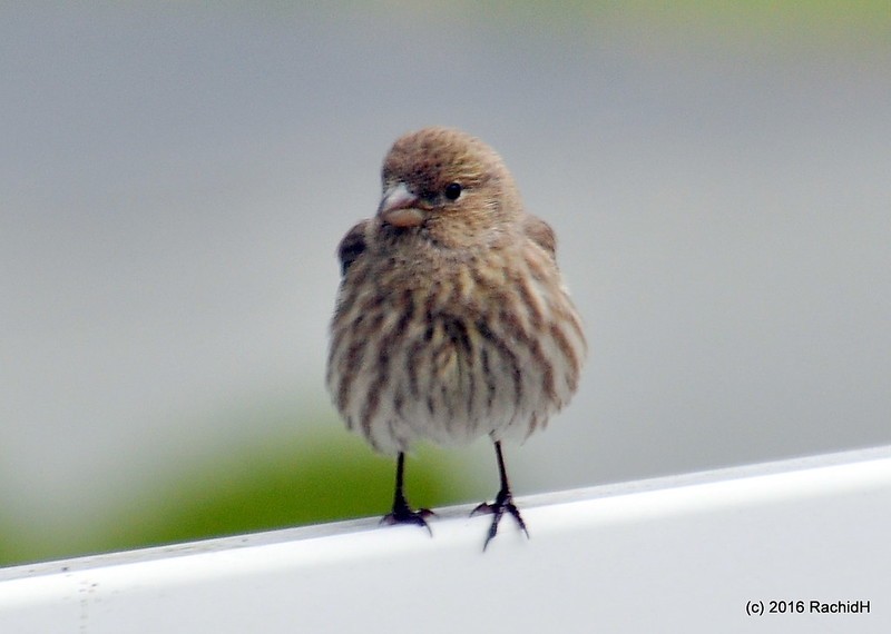 rachidH's tweet photo. #Female #HouseFinch #Finch #Carpodacus #Cmexicanus #Roselin #RoselinFamilier #Flanders #MountOlive #NewJersey #NJ #Ornithology

Rachid H shared a photo with you from the Flickr app! Check it out:
https://t.co/gThMT6PrjQ https://t.co/g9eigrksUg