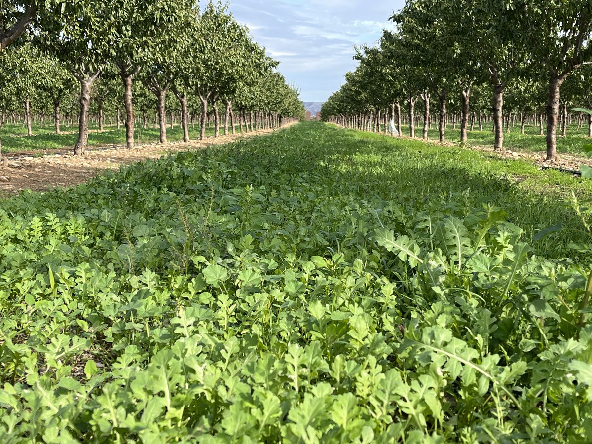 almolive_agro's tweet photo. 🌿Poder gestionar y controlar el crecimiento de las cubiertas vegetales en nuestras plantaciones es fundamental para mantener un campo y, sobre todo, un suelo sano y nutrido
Un control anual correcto nos proporcionará enormes beneficios, pero el método que emplearemos cambiará https://t.co/3QlWGFQIjB