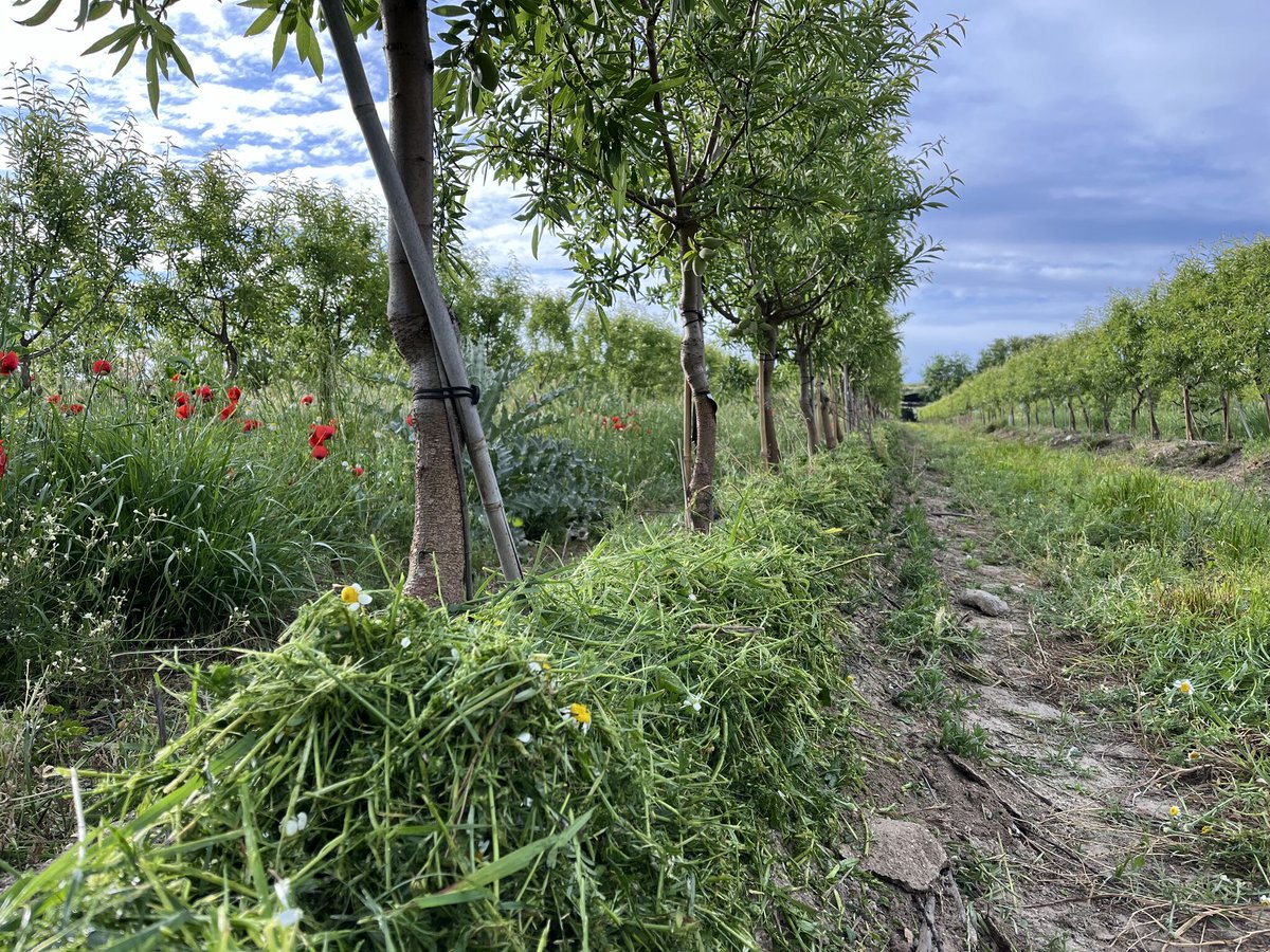 almolive_agro's tweet photo. 🌿Poder gestionar y controlar el crecimiento de las cubiertas vegetales en nuestras plantaciones es fundamental para mantener un campo y, sobre todo, un suelo sano y nutrido
Un control anual correcto nos proporcionará enormes beneficios, pero el método que emplearemos cambiará https://t.co/3QlWGFQIjB