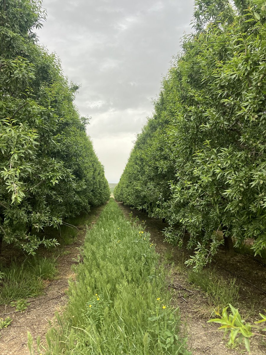 almolive_agro's tweet photo. 🌿Poder gestionar y controlar el crecimiento de las cubiertas vegetales en nuestras plantaciones es fundamental para mantener un campo y, sobre todo, un suelo sano y nutrido
Un control anual correcto nos proporcionará enormes beneficios, pero el método que emplearemos cambiará https://t.co/3QlWGFQIjB