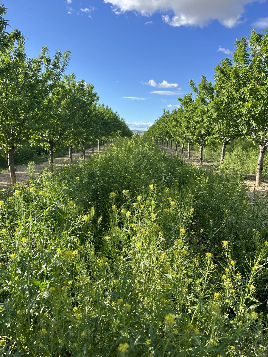 almolive_agro's tweet photo. 🌿Poder gestionar y controlar el crecimiento de las cubiertas vegetales en nuestras plantaciones es fundamental para mantener un campo y, sobre todo, un suelo sano y nutrido
Un control anual correcto nos proporcionará enormes beneficios, pero el método que emplearemos cambiará https://t.co/3QlWGFQIjB