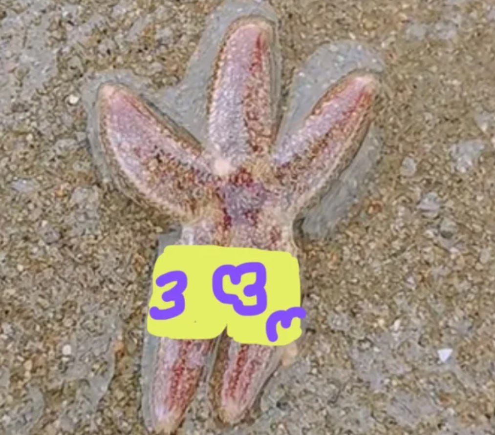 Ella6yt's tweet image. #RandomShot #Beach #Starfish
Honey, I think I saw Patrick Star.😂🤣