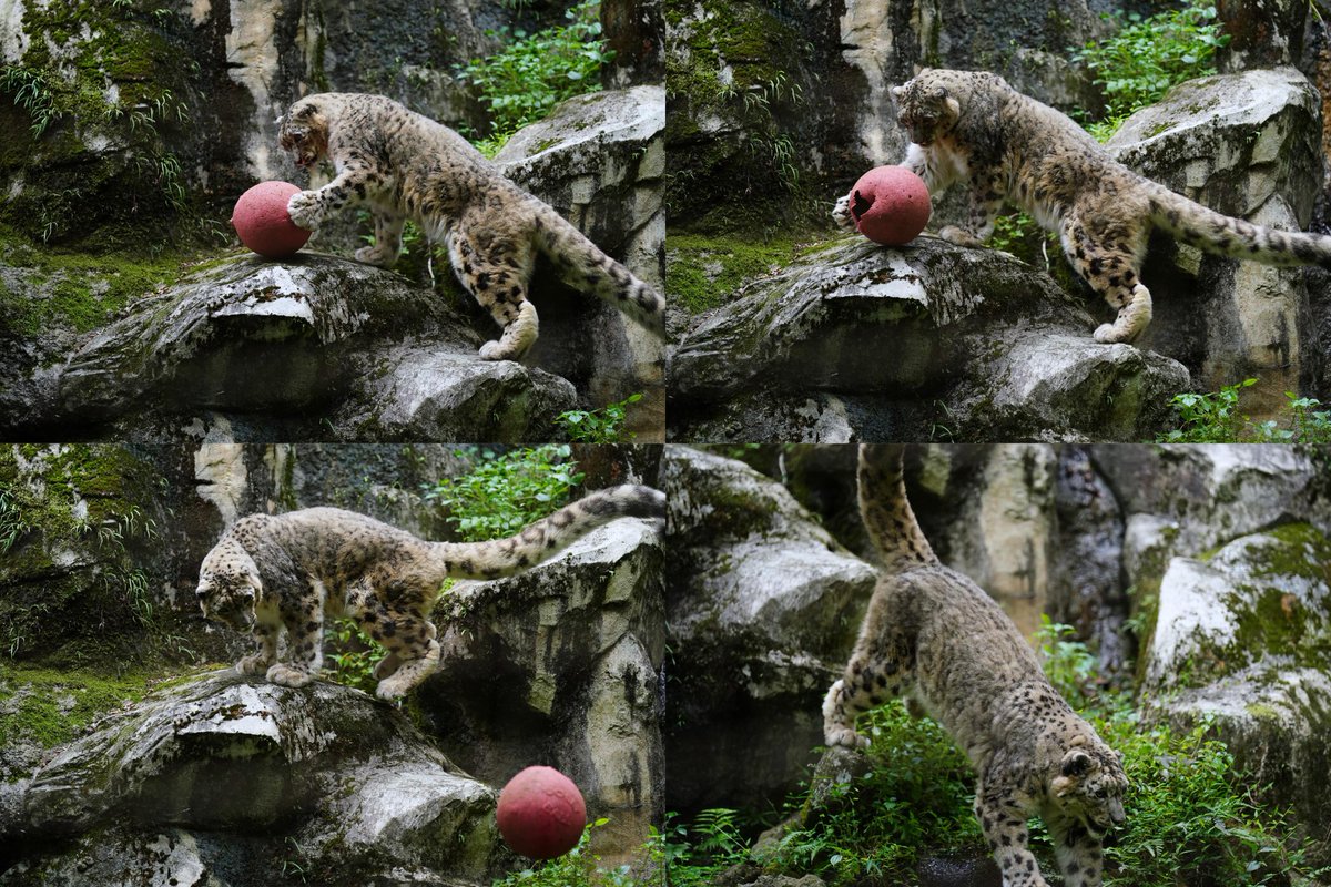 強烈右フックでボールを飛ばしたミルチャん🐾　

#多摩動物公園 
#ユキヒョウ 
#snowleopard 
#国内最高齢