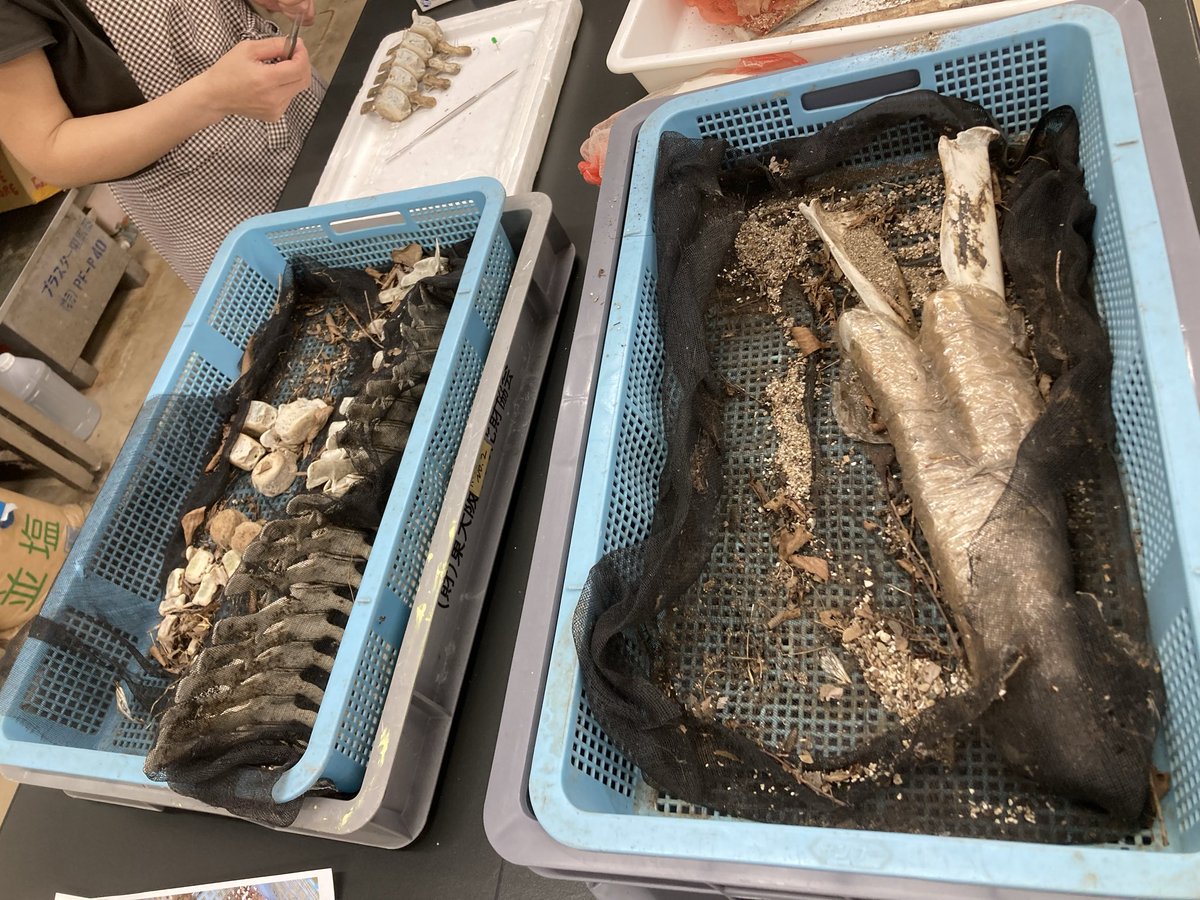 砂粒の中からイルカの歯を探し出すお仕事